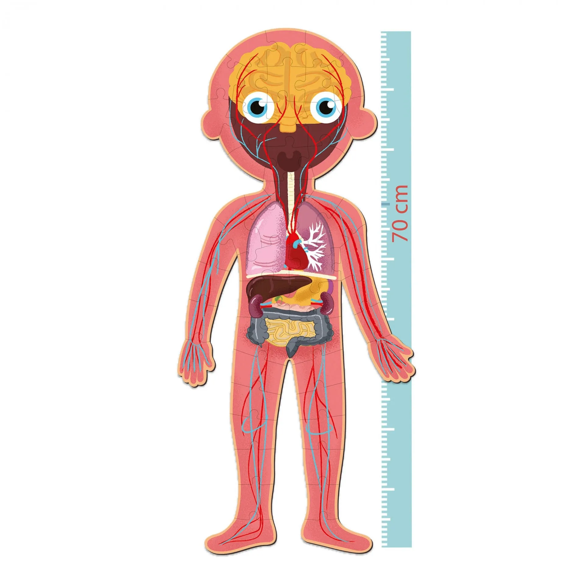 Corpo Umano