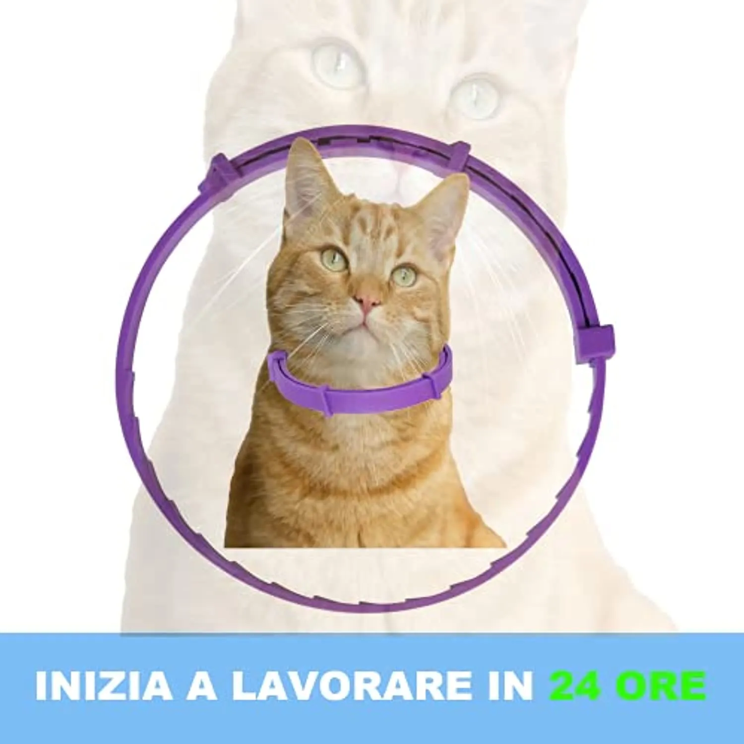 Pets4Luv Collare calmante per Gatti - Collari calmanti ai feromoni, Anti ansia per Gatti di Taglia Piccola, Media e Grande - Reg